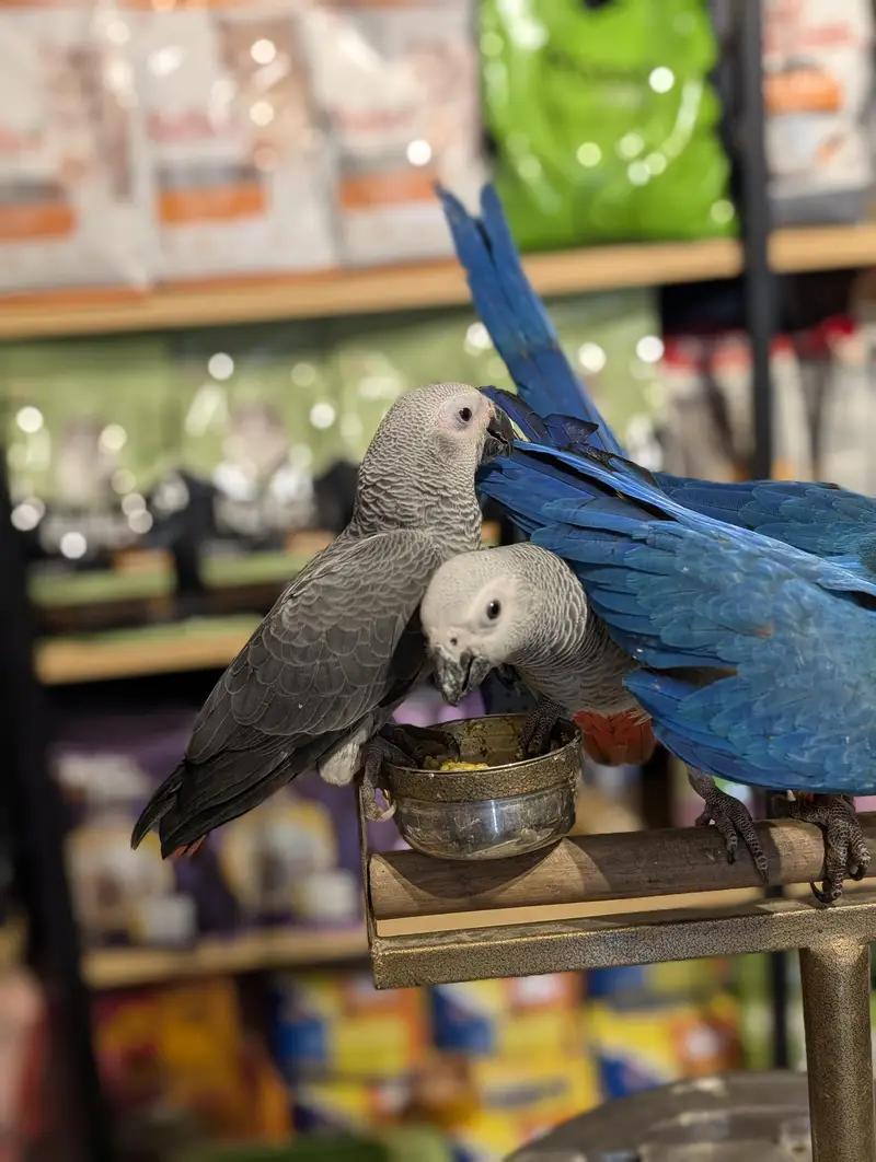 All type of macaws , cocatto African gray only serious buyer contact — photo 8