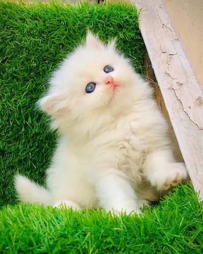 Persian female kitten for sale 03429704//074