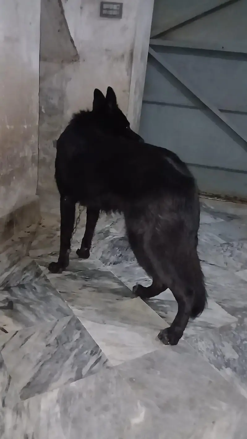 Garman shaft dog double cort full train Good health — photo 2