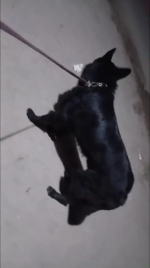 Garman shaft dog double cort full train Good health — photo 3