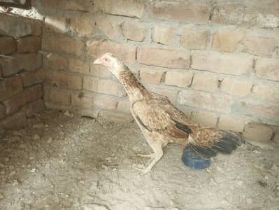 Healthy Aseel hen