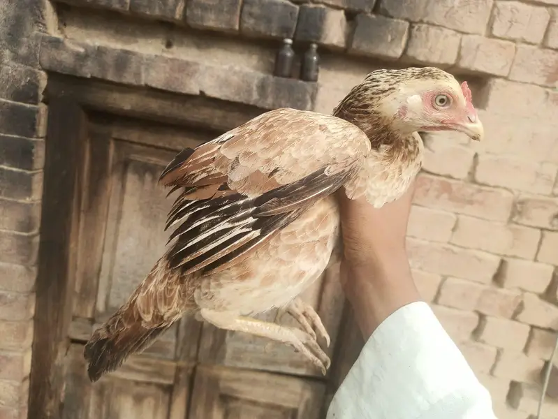 Healthy Aseel hen — photo 2