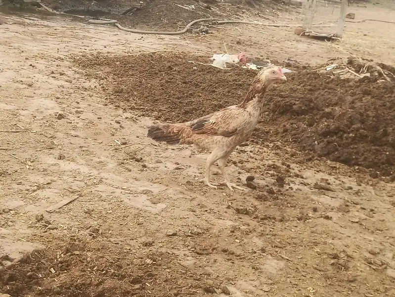 Healthy Aseel hen — photo 3