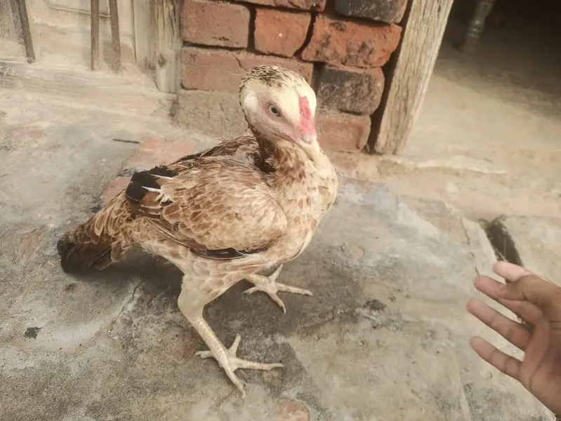Healthy Aseel hen — photo 4