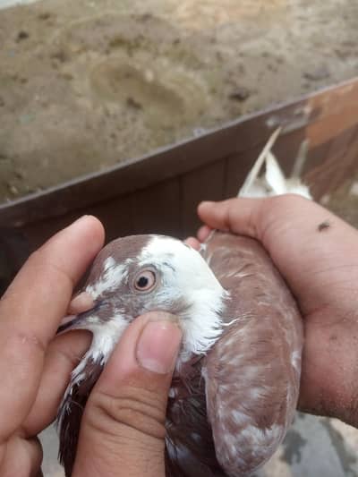 RED DUBAZ MALE WHITE FEMALE AND 1 MORE BROWN MALE TOTAL 3 BIRDS