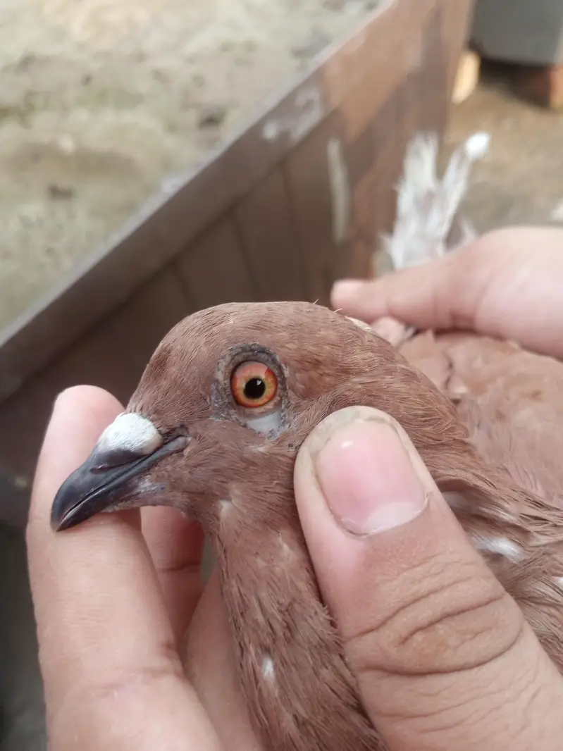 RED DUBAZ MALE WHITE FEMALE AND 1 MORE BROWN MALE TOTAL 3 BIRDS — photo 2