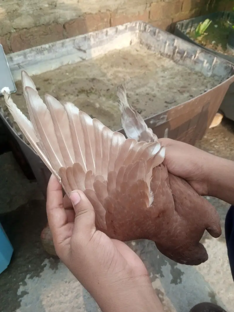 RED DUBAZ MALE WHITE FEMALE AND 1 MORE BROWN MALE TOTAL 3 BIRDS — photo 3