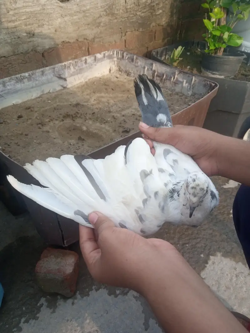 RED DUBAZ MALE WHITE FEMALE AND 1 MORE BROWN MALE TOTAL 3 BIRDS — photo 5