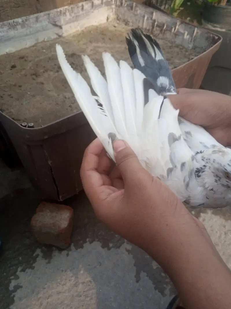 RED DUBAZ MALE WHITE FEMALE AND 1 MORE BROWN MALE TOTAL 3 BIRDS — photo 7