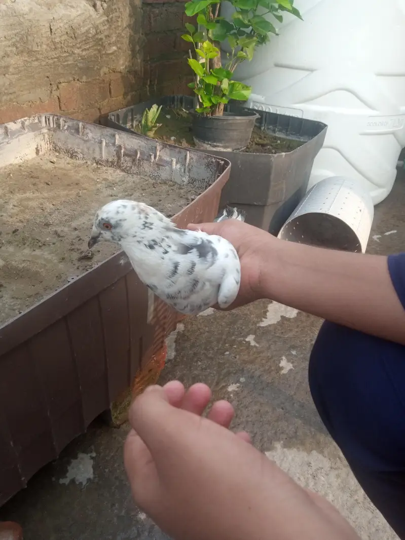 RED DUBAZ MALE WHITE FEMALE AND 1 MORE BROWN MALE TOTAL 3 BIRDS — photo 8