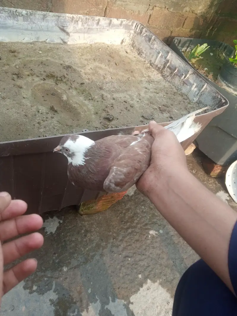 RED DUBAZ MALE WHITE FEMALE AND 1 MORE BROWN MALE TOTAL 3 BIRDS — photo 10