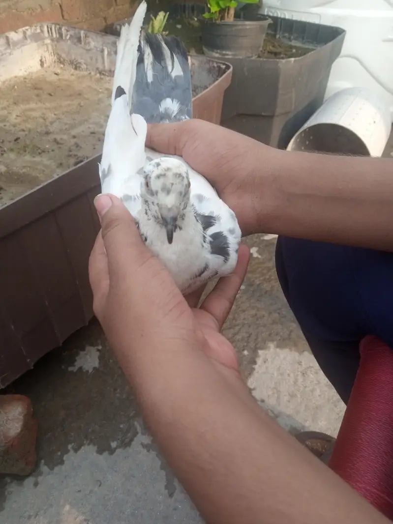 RED DUBAZ MALE WHITE FEMALE AND 1 MORE BROWN MALE TOTAL 3 BIRDS — photo 11