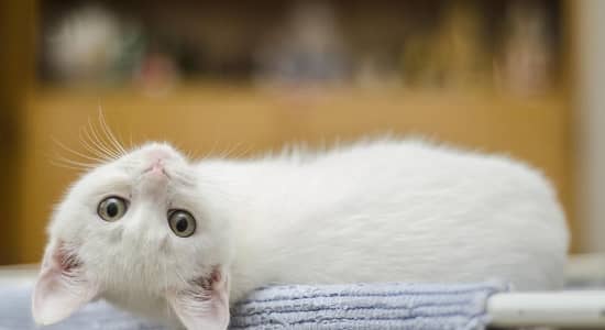 simple single coat cat kid