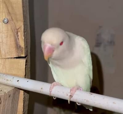 Albaino Red Eye Lovebirds Fresh Breader pair with Cage