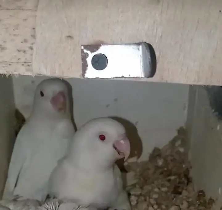 Albaino Red Eye Lovebirds Fresh Breader pair with Cage — photo 2