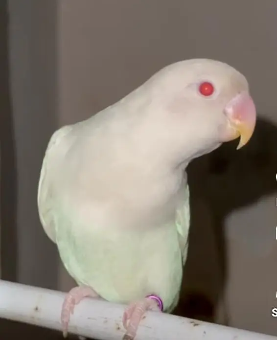 Albaino Red Eye Lovebirds Fresh Breader pair with Cage — photo 3