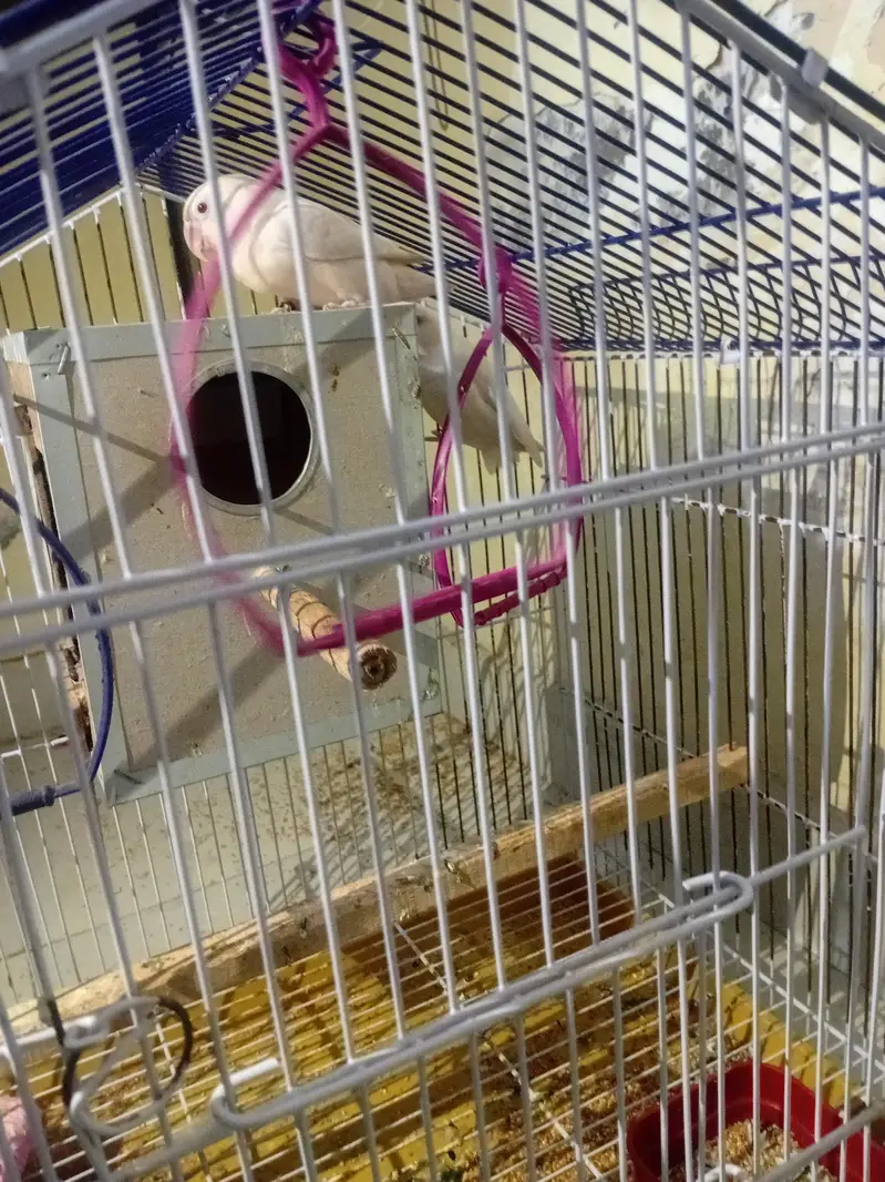 Albaino Red Eye Lovebirds Fresh Breader pair with Cage — photo 4