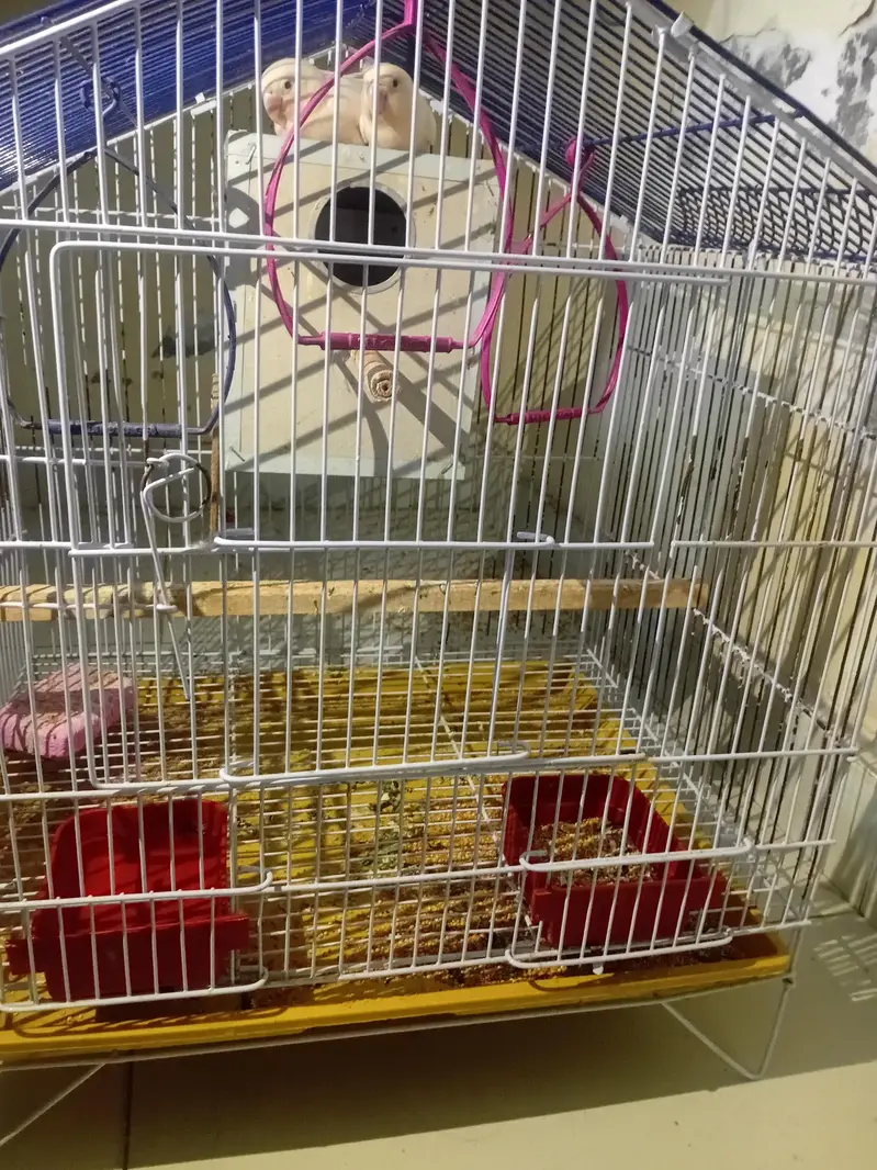 Albaino Red Eye Lovebirds Fresh Breader pair with Cage — photo 5