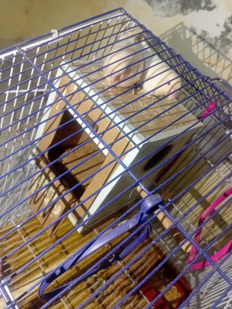 Albaino Red Eye Lovebirds Fresh Breader pair with Cage — photo 6