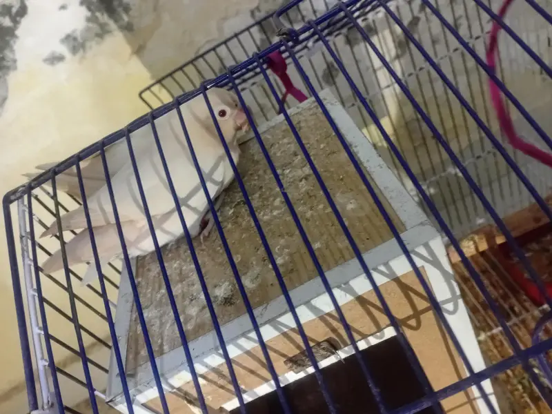 Albaino Red Eye Lovebirds Fresh Breader pair with Cage — photo 7
