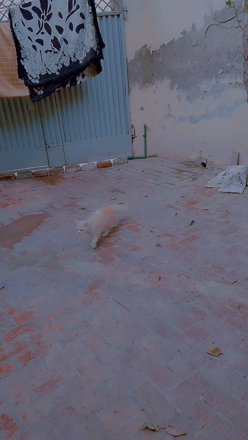 persion cat 0
