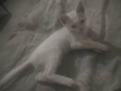 cate for sell by