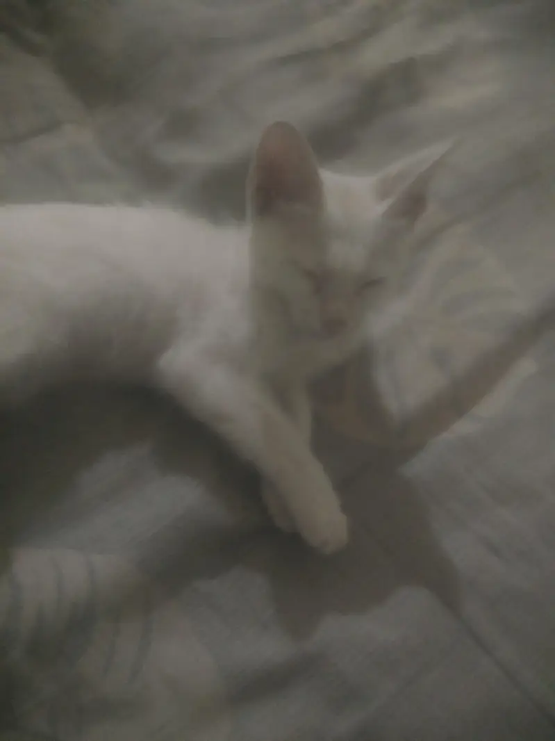 cate for sell by — photo 2