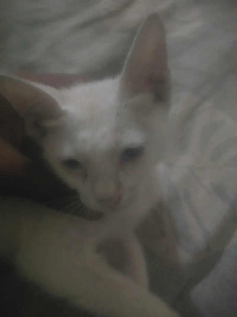 cate for sell by — photo 3