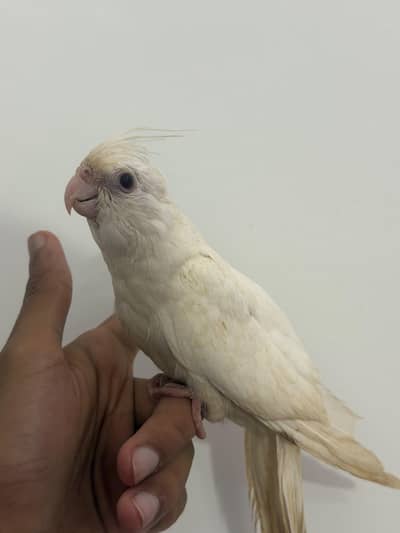Handtamed White Eno Red Eye Cocktail For Sale Zero Bite
