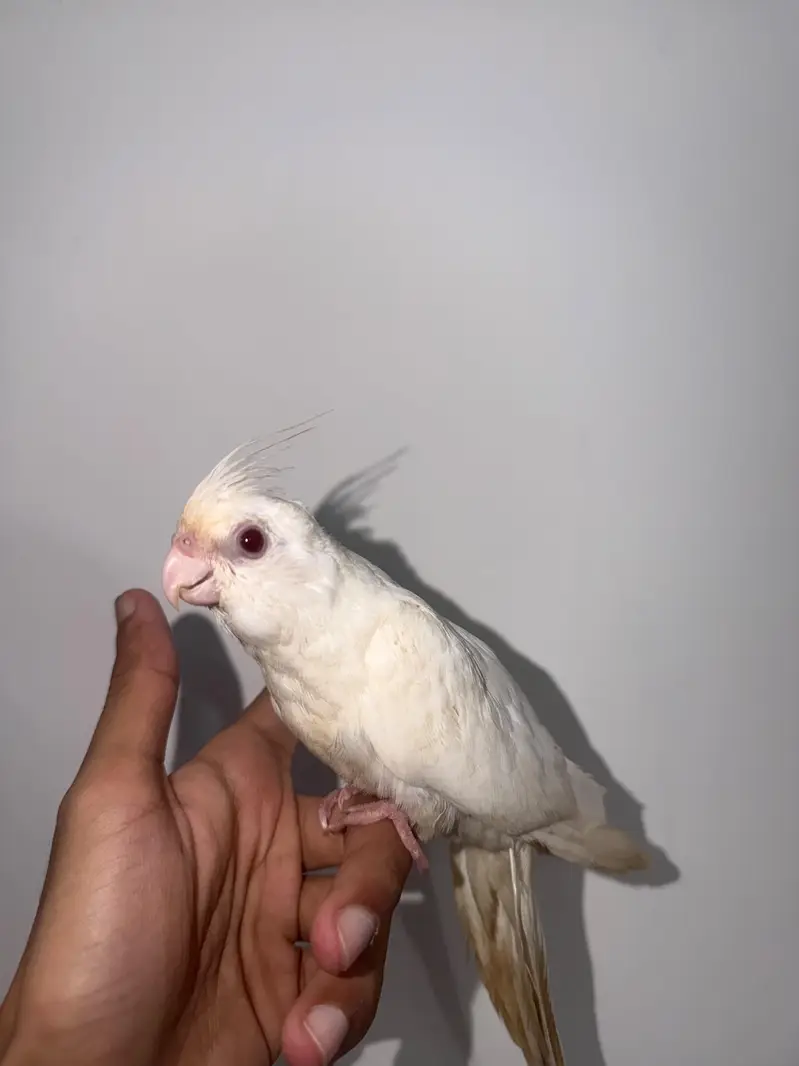 Handtamed White Eno Red Eye Cocktail For Sale Zero Bite — photo 2