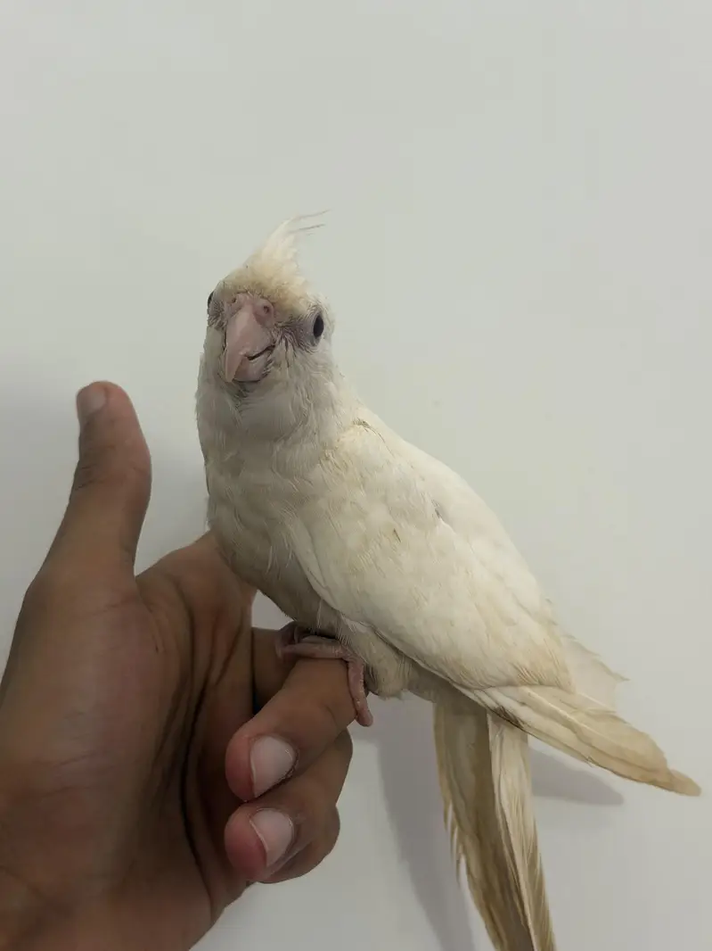 Handtamed White Eno Red Eye Cocktail For Sale Zero Bite — photo 3