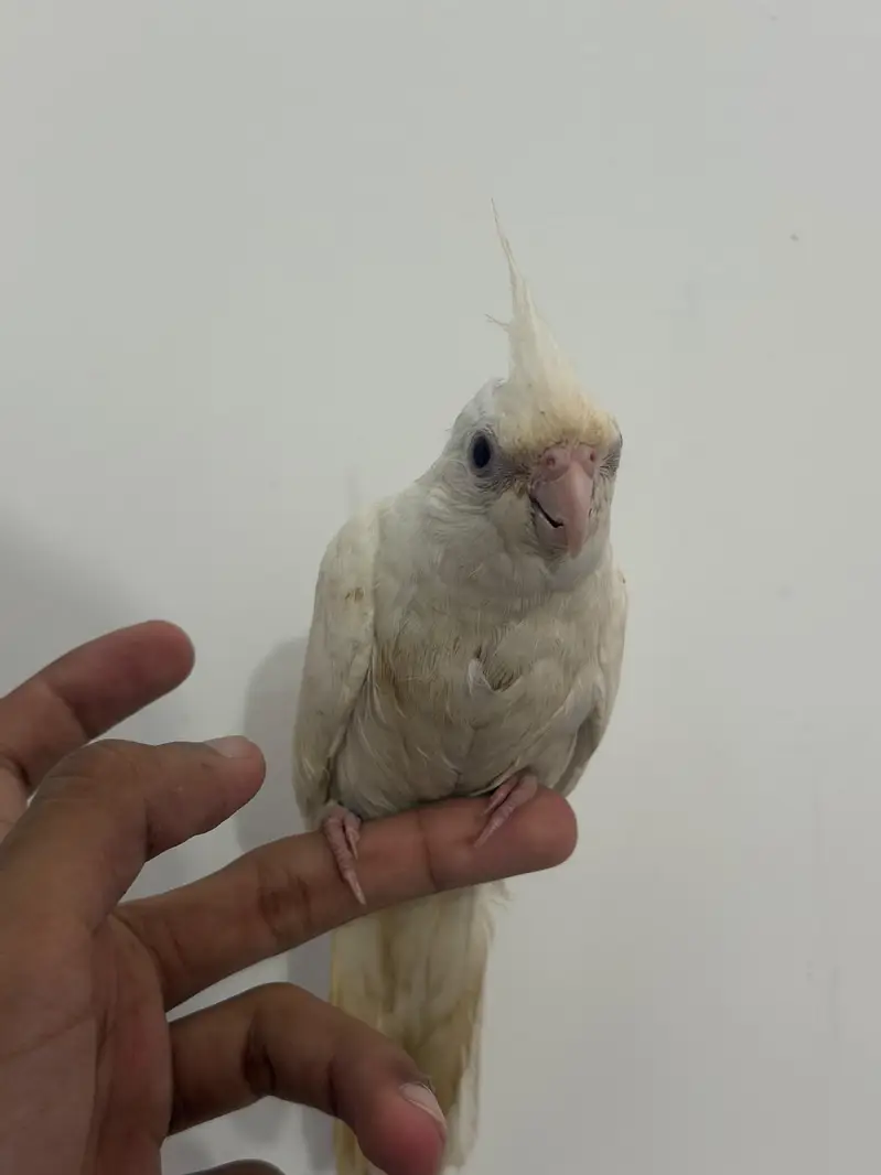 Handtamed White Eno Red Eye Cocktail For Sale Zero Bite — photo 4