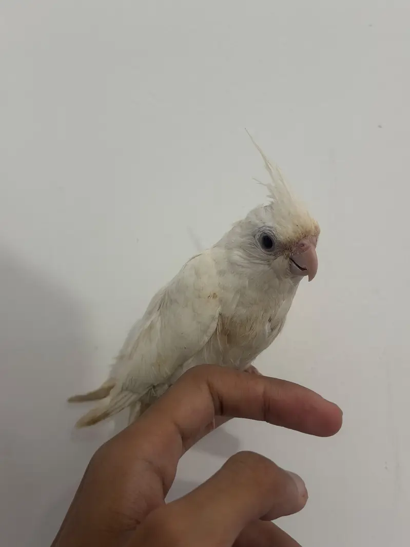 Handtamed White Eno Red Eye Cocktail For Sale Zero Bite — photo 5