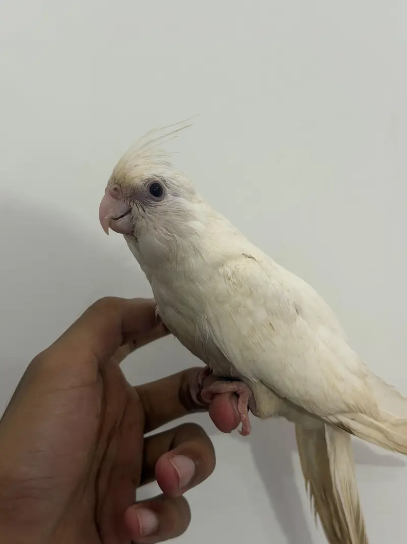 Handtamed White Eno Red Eye Cocktail For Sale Zero Bite — photo 6