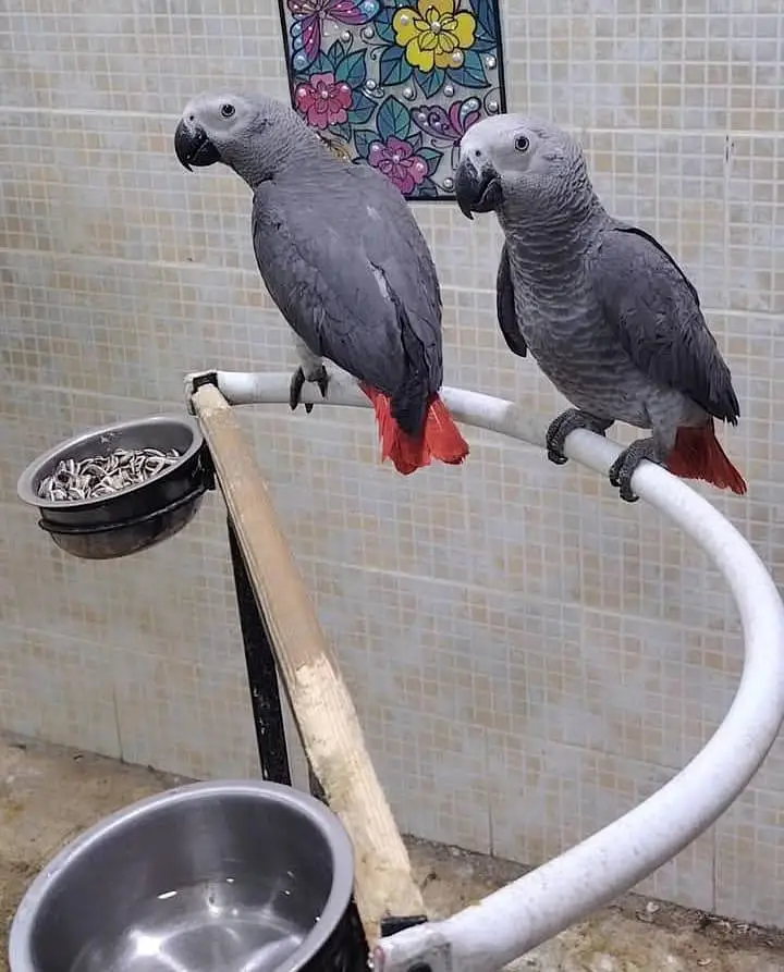 African grey parrots for sale 0371/4361/525 — photo 2