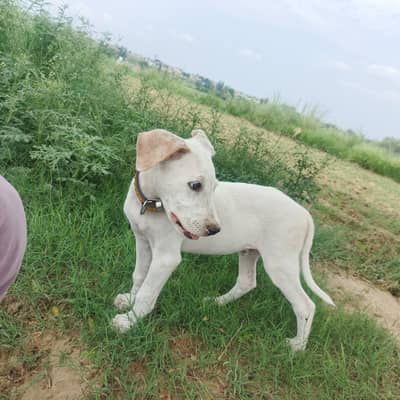 Gultair puppy for sale