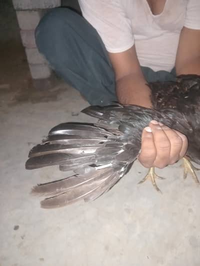 Hen for sale