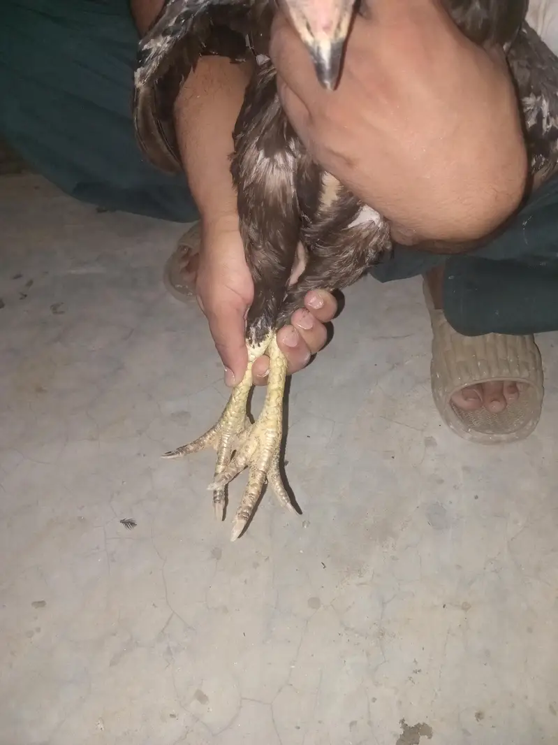 Hen for sale — photo 2