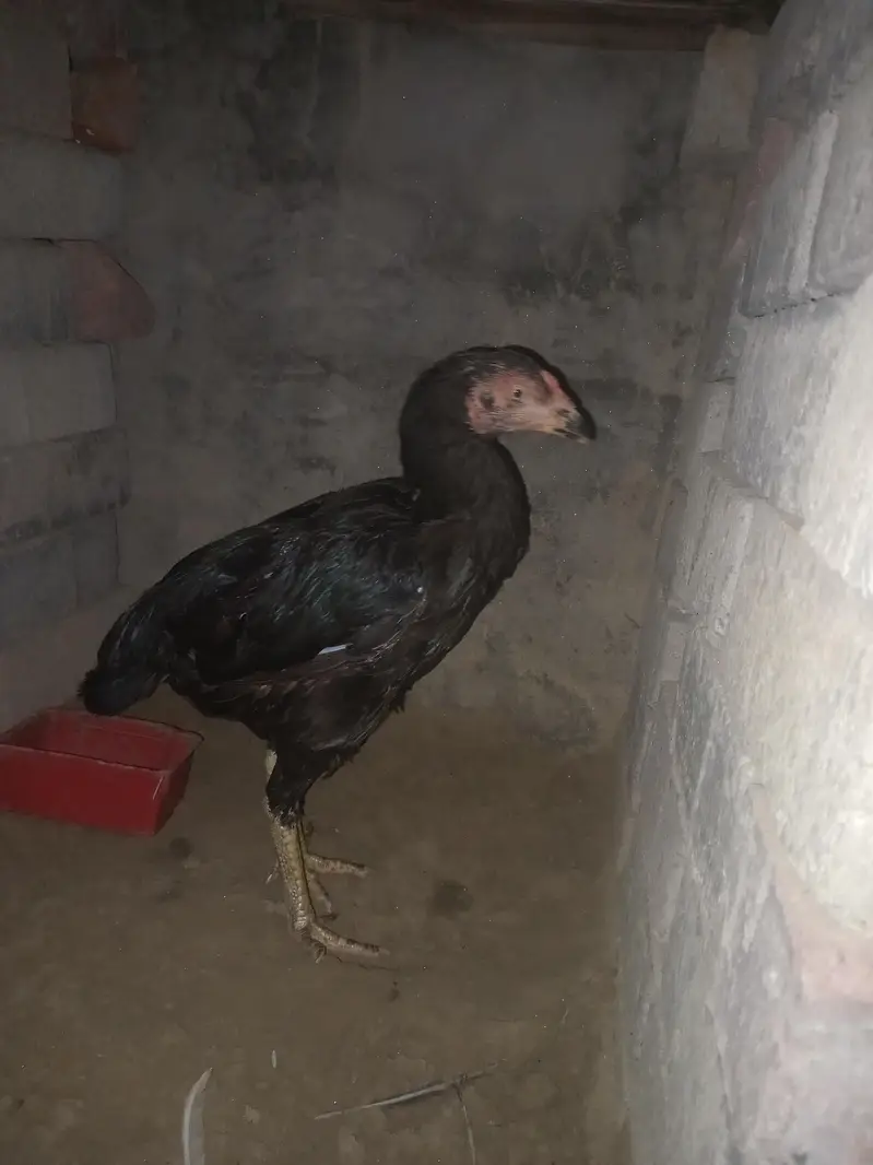 Hen for sale — photo 3