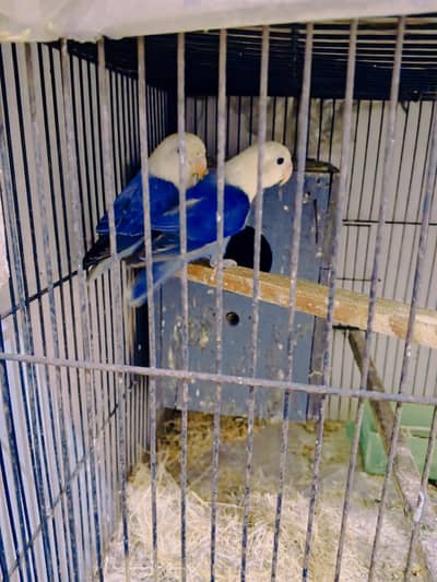 violet aqua b2 opaline male  , blue cobalt bonded pair