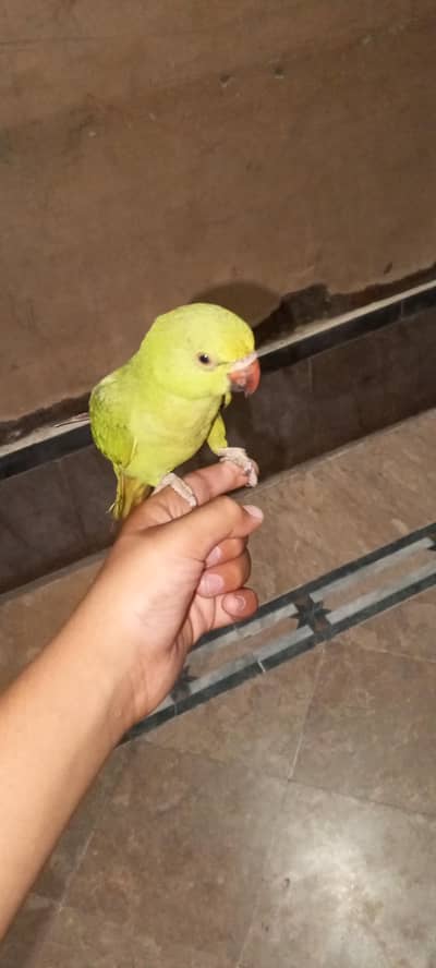 Green parrot khata hand tam