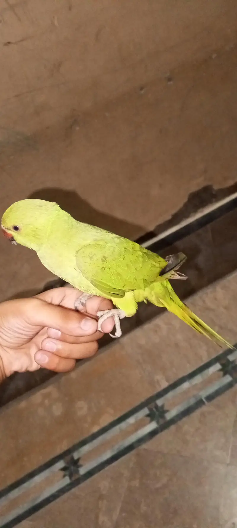 Green parrot khata hand tam — photo 2