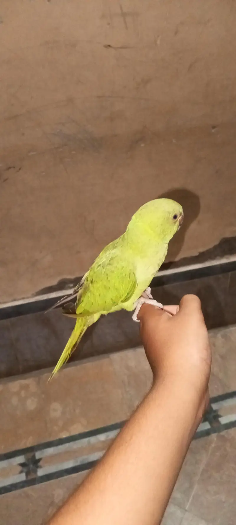 Green parrot khata hand tam — photo 3