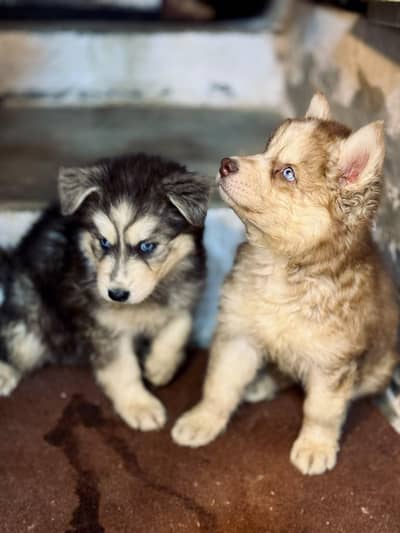 Siberian husky puppies