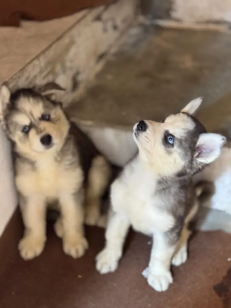 Siberian husky puppies — photo 2