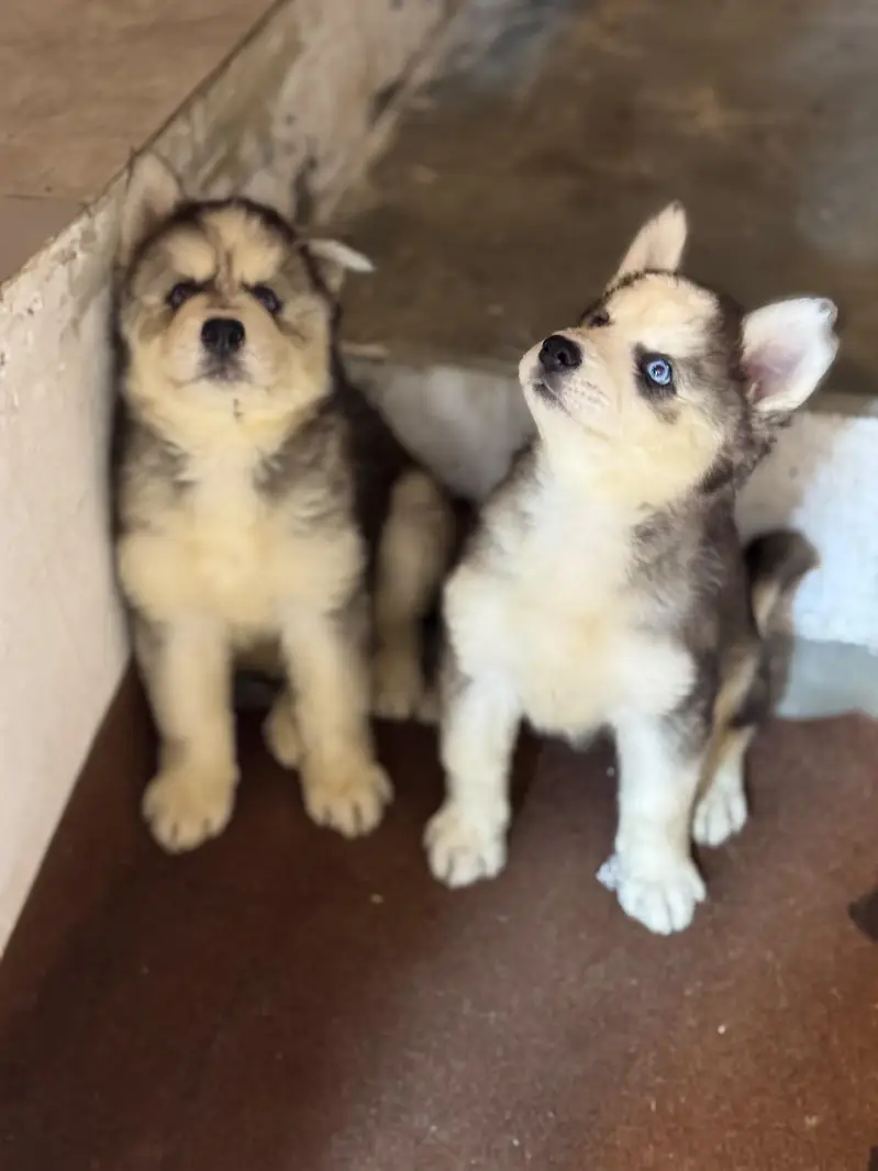 Siberian husky puppies — photo 3