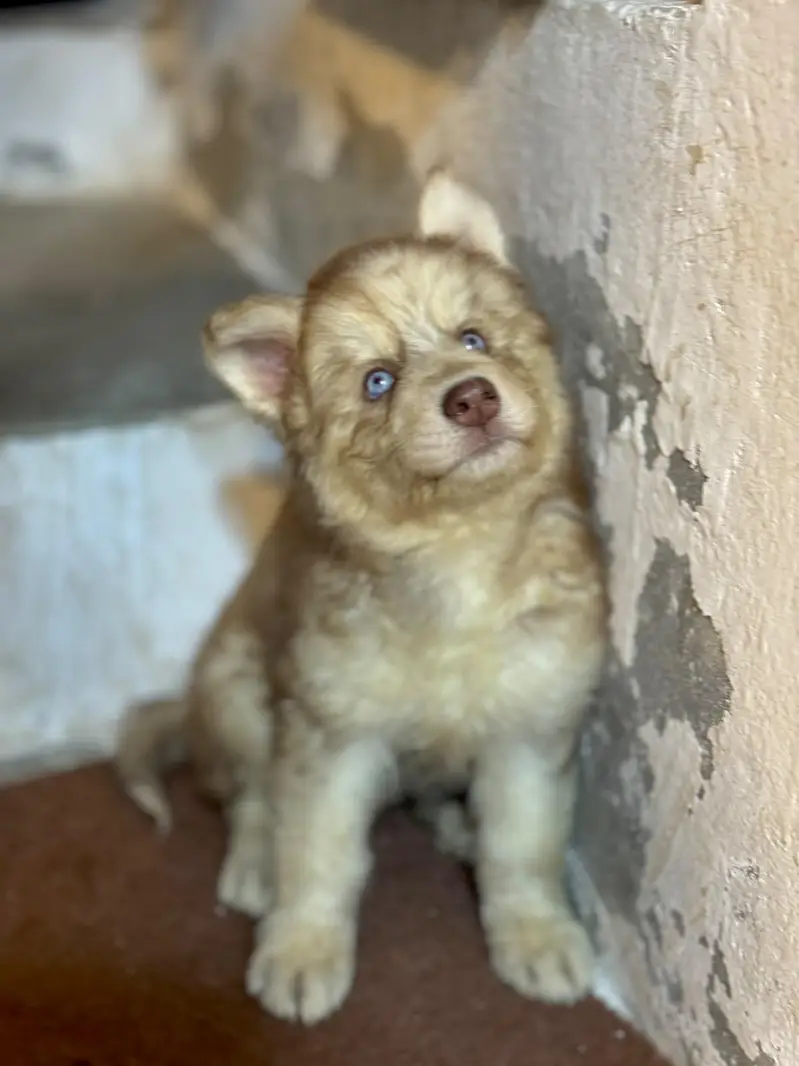 Siberian husky puppies — photo 4