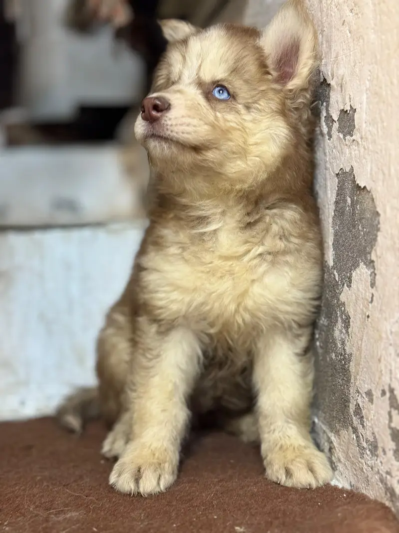 Siberian husky puppies — photo 5