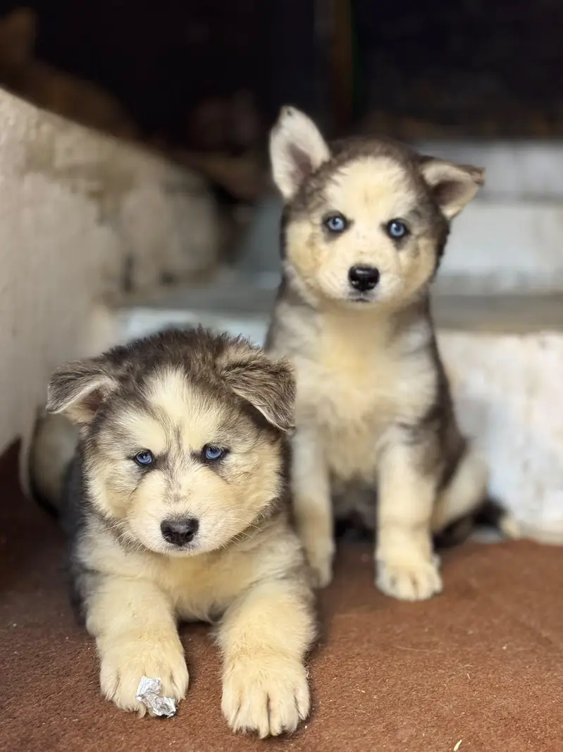Siberian husky puppies — photo 6