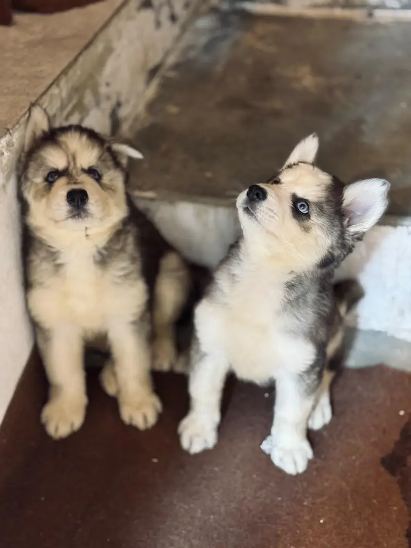 Siberian husky puppies — photo 7